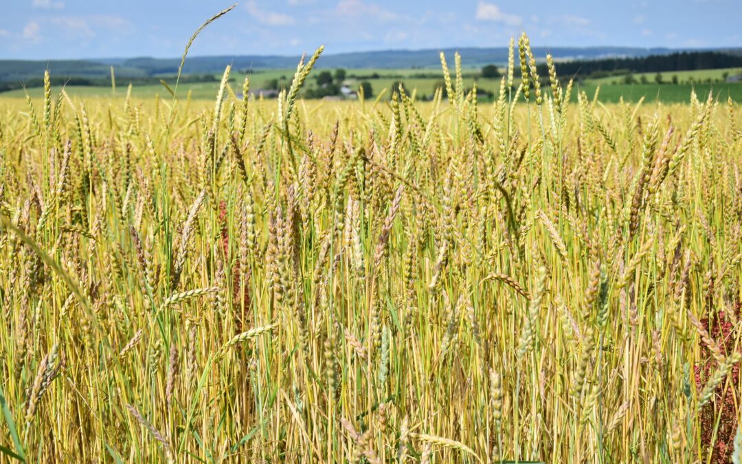 Filière farine : les producteurs du Réseau RADiS s’organisent !