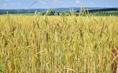 Filière farine : les producteurs du Réseau RADiS s’organisent !