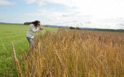 Lundi 9/8 : visite des parcelles de céréales