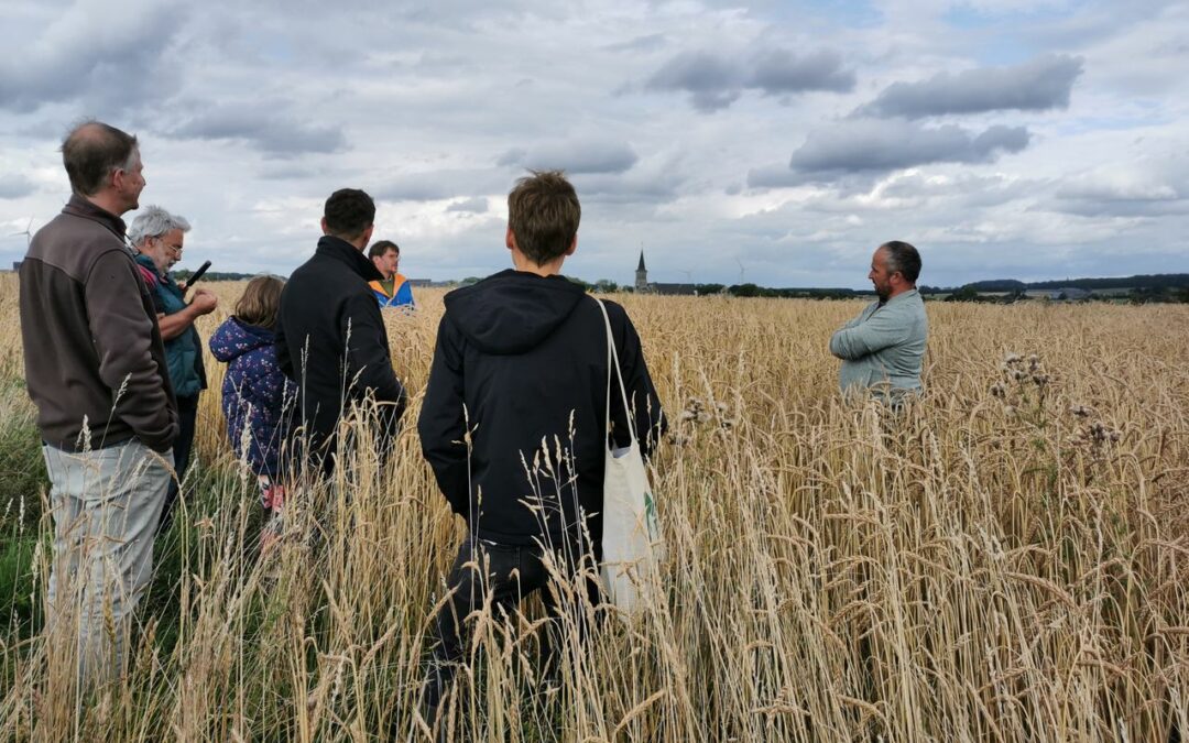 Visite des parcelles de céréales chez les producteurs du réseau