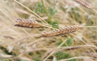 Lu 13/9 « Céréales alimentaires : de la semence à la farine »