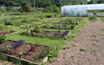 [Maraichage] Le rêve d’Anne : Le potager des liens